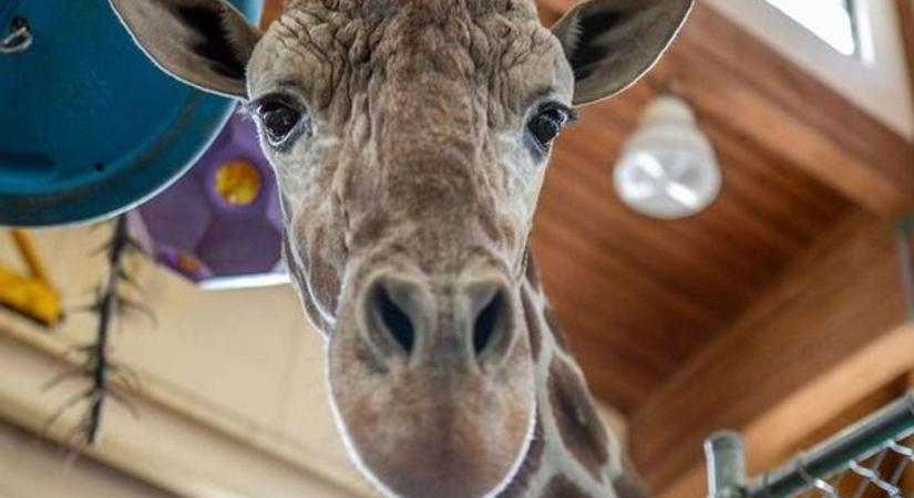 Lábtörés miatt elaltatták egy állatkert kedvenc zsiráfját az Egyesült Államokban