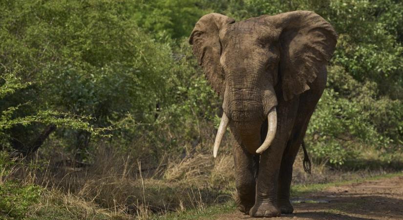 Elefánt ölt turistát Zambiában