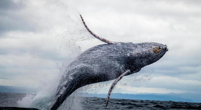 Ez a tengely nélküli propeller úgy hajtja az elektromos vízi járműveket, ahogy egy kék bálna farokúszója – videó