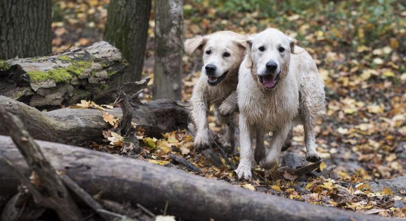 Mit tegyünk, ha kullancsot találunk a kutyánkban? – debreceni állatorvos válaszol