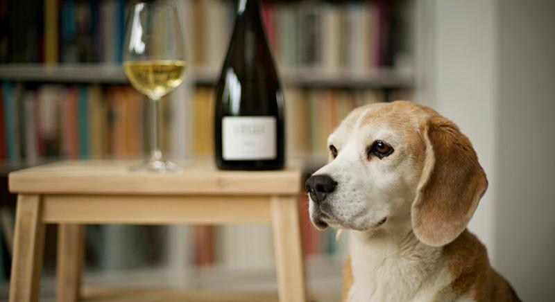 Ez a pezsgő még a kutyának is kell