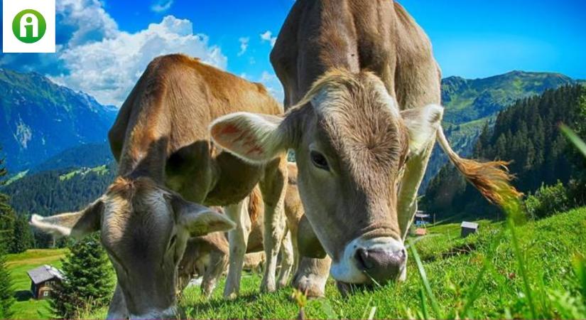 Genetikailag módosított tehenek inzulint is tartalmazó tejet adnak
