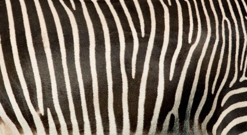 Zebracsíkokkal óvják a marhákat a vérszívó rovaroktól