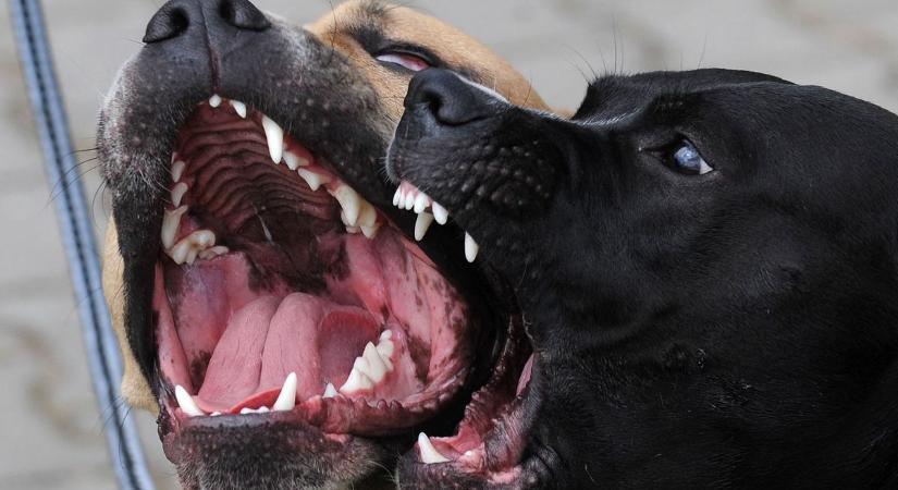 Hét pitbull marcangolt halálra egy nagymamát a saját kertjében, a saját fia kutyái