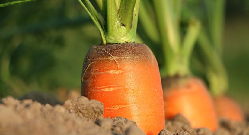 Agrárminisztérium: véleményezhetőek az új kertészeti és élelmiszeripari beruházási pályázati felhívások