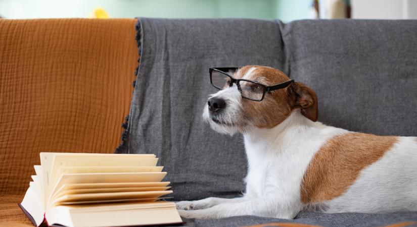 Magyar kutatás derített fényt rá, a kutyák felismerik-e a szavakat