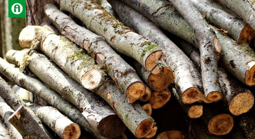 Lebuktak a fatolvajok: 406 darab élő fát vágtak ki illegálisan