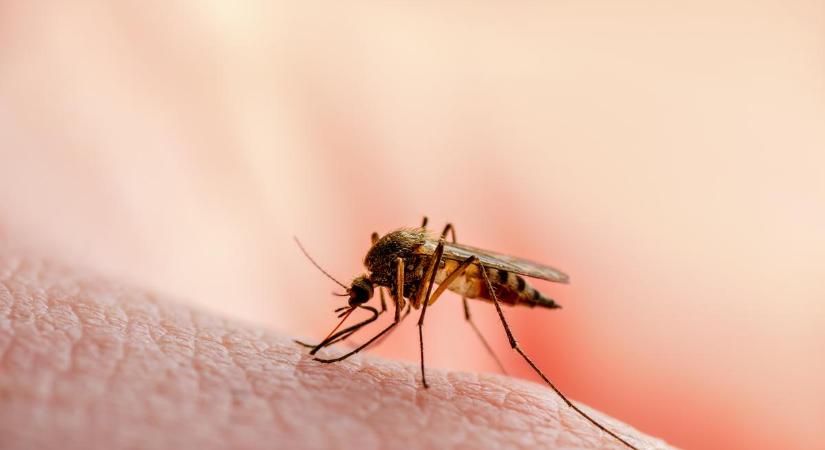 A szakértők szerint az eddigieknél is súlyosabb szúnyoginvázióra készülhetünk
