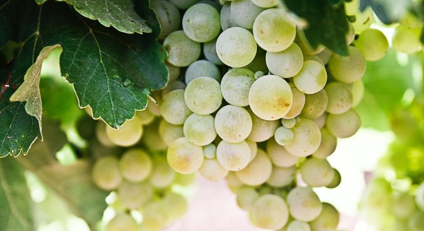 Elindult az új szőlőültetvények telepítési engedélyezése