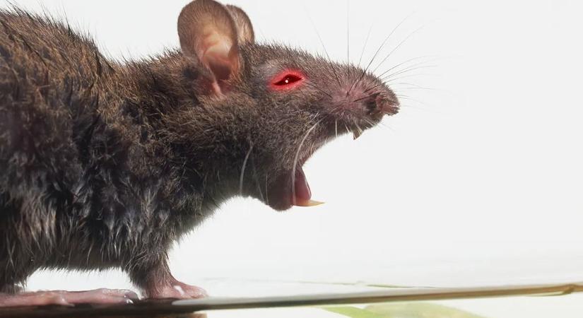 WC-ben lapuló patkány mart meg egy férfit, kórházba kellett szállítani