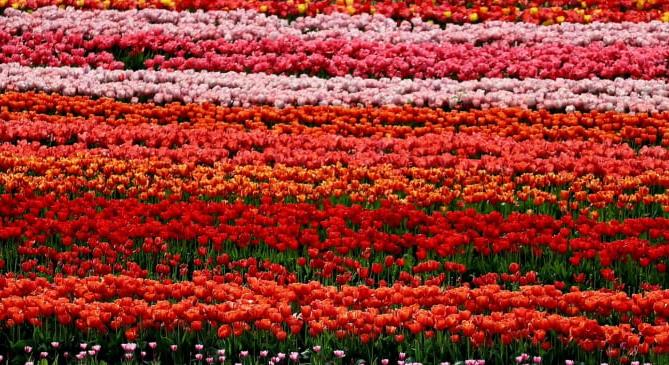 Pompás színekben virágzik a kőröshegyi tulipánmező