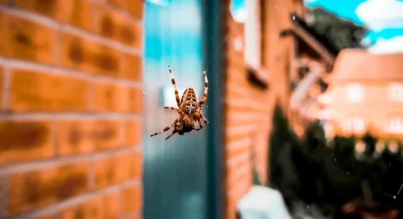 Hátborzongató felfedezést tett a férfi, miután megharapta őt egy mérges pók