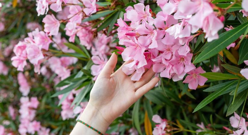 Kertész szomszédom árulta el a titkot: Így kell bánni a leanderrel, hogy sok virága legyen