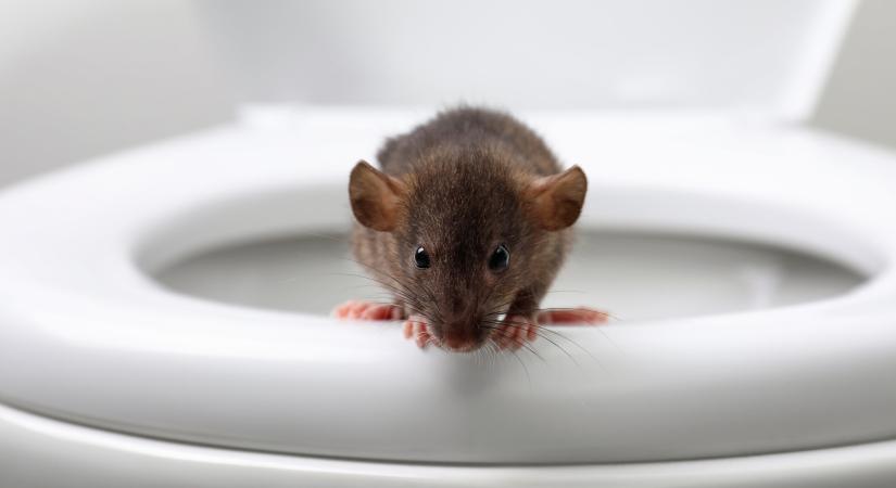Patkányt talált a vécében, intenzív osztályra került