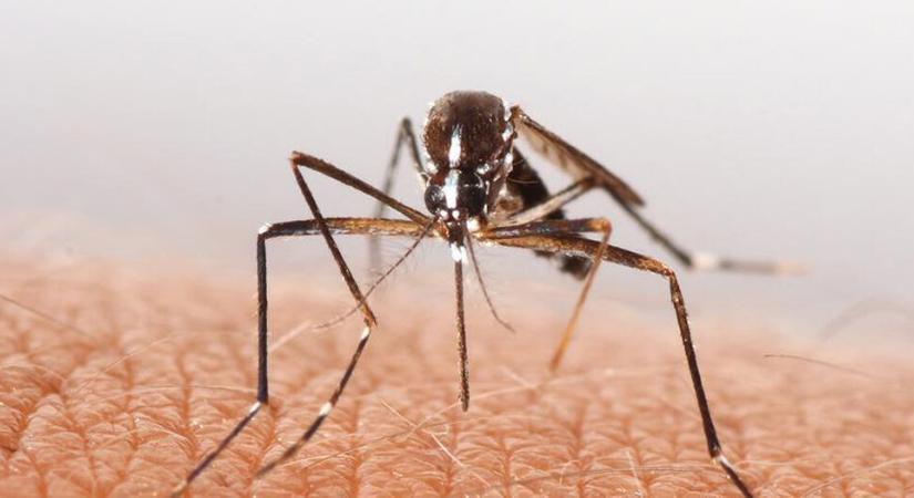 Hosszú és kemény lesz a szúnyogszezon, állítják a PTE kutatói