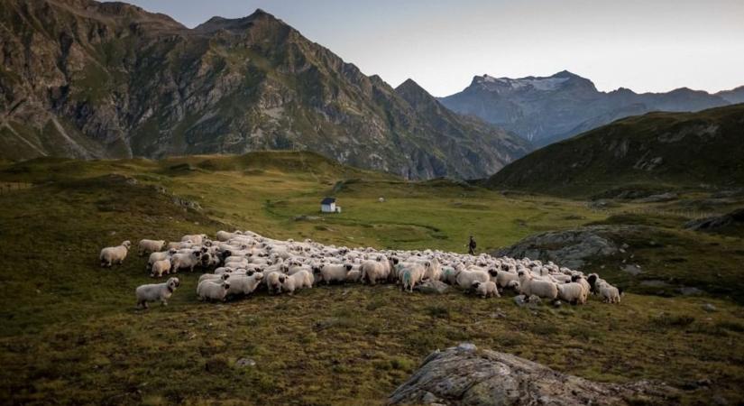 Elpusztult juhokkal tiltakoznak a svájci gazdák