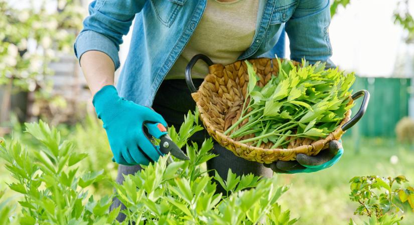 Ints búcsút a drága bolti ételízesítőknek: termelj saját kertedben is, fillérekből vegetát