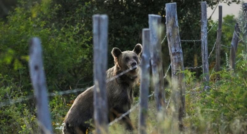 Egyre több a barna medve a Pireneusokban