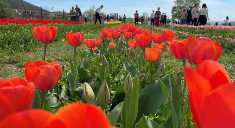 Április végéig látogatható a színpompás tulipános kert Pilisborosjenőn
