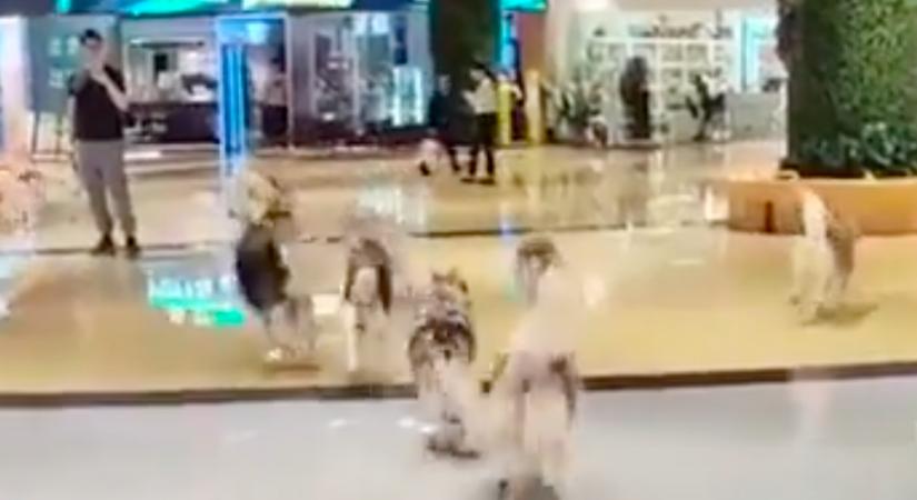 Döbbenetes videó: 100 husky rontott be a plázába, a vásárlókat is meglopták - Videó