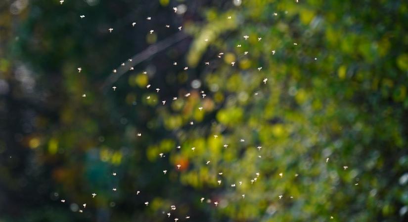Akár októberig is elhúzódhat a szúnyogszezon, de ha odafigyelünk könnyen lehet ellenük védekezni
