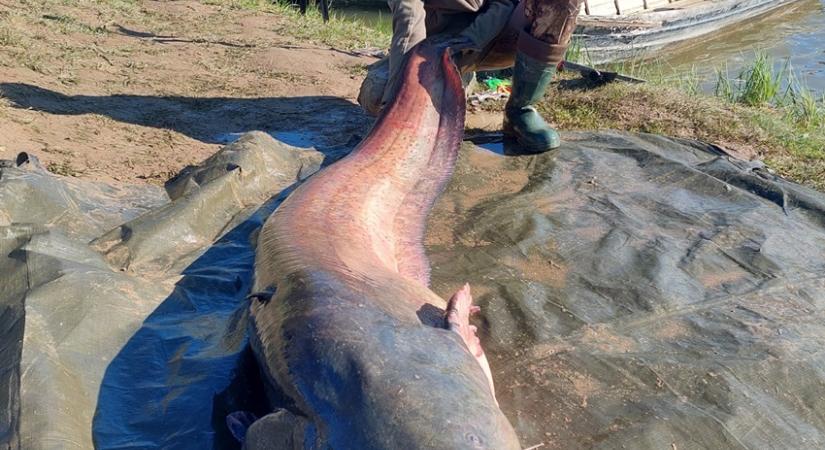 Nehezen bírta a halszörny elleni harcot: majdnem elsüllyesztette a pecások ladikját a 82 kilós harcsa