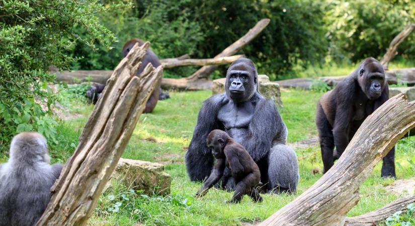 Magyar fejlesztésű őssejtterápiás kezelést kapott az Állatkert idős gorillája A 46 éves Liesel újjászületett!