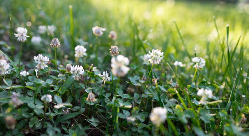Lóhere gyep a kertben – Szuper és egyszerű megoldás a szép udvar érdekében