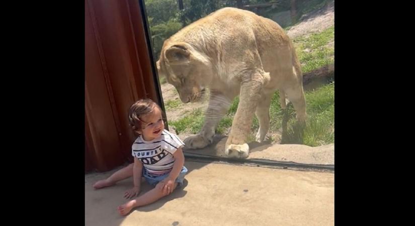 Megőrült az oroszlán a kisgyerektől - videó