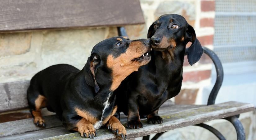 Állatjóléti megfontolásból tiltanák meg egy közkedvelt kutyafajta tenyésztését