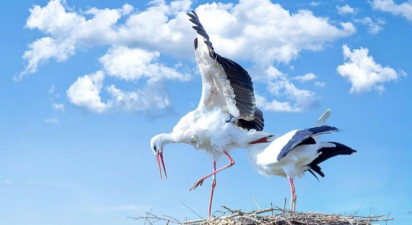 Így mentették meg a gólyákat a természetvédők