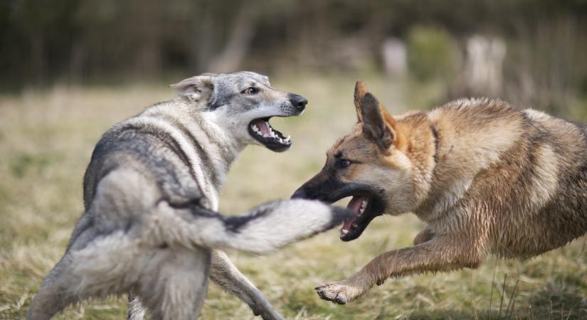 Farkasok eszik a kutyákat a Hargitán