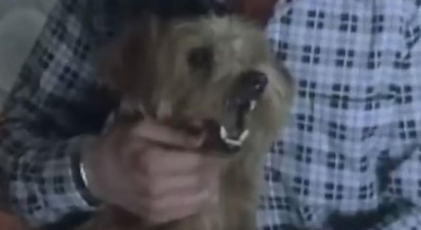 Kiderült az igazság a híres brit beszélő kutyáról - videó