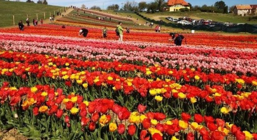Félmillió tulipán sok-sok látogatóval