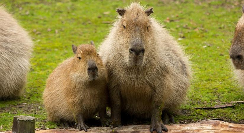 Kapibarát ígért a csaló állatkereskedő, most vádat emeltek ellene