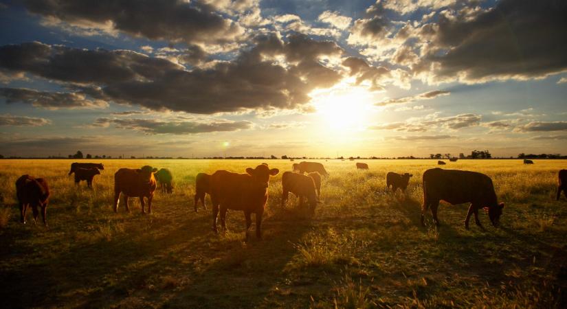 Átalakulhat az állattenyésztés Magyarországon? Ezen most sok minden múlik