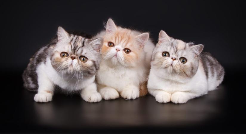 Perzsa és egzotikus rövid szőrű macska – a nem is olyan távoli rokonok