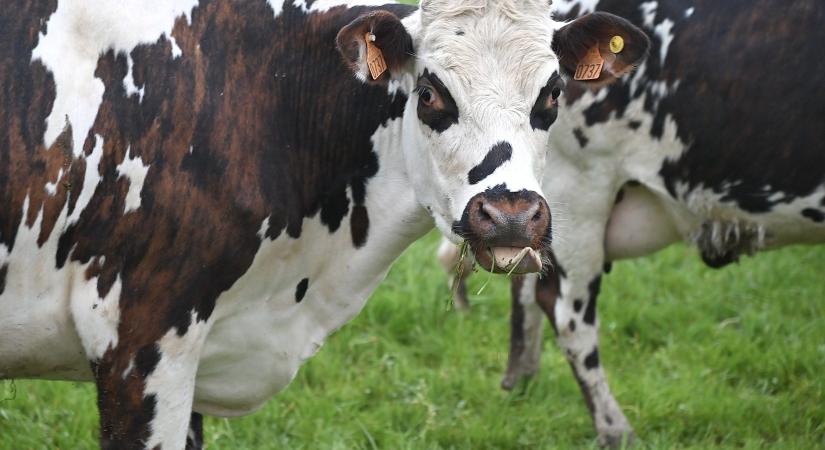 Megdöbbentő: az állattenyésztés nyeli el az uniós agrártámogatások 82 százalékát