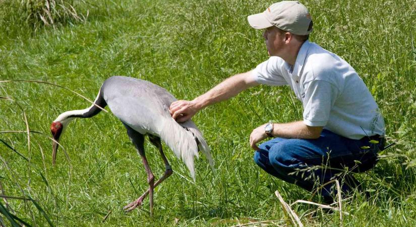 Az állatkerti madár, aki beleszeretett az egyik állatgondozóba, és nyolc fiókát költött ki neki