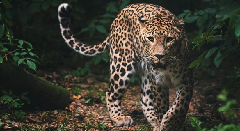 Lakónegyedben tombolt a leopárd – VIDEÓ