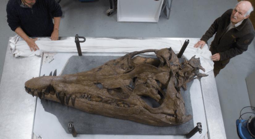 Ősi tengeri szörny koponyájára bukkantak