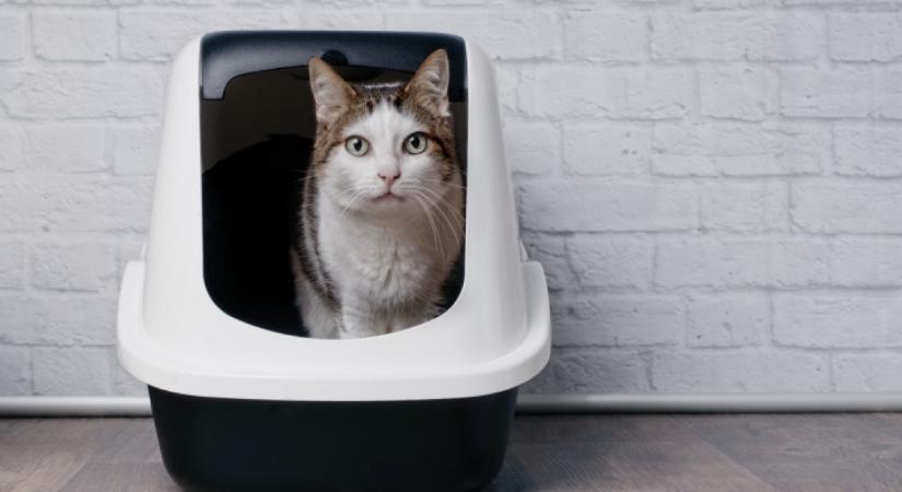 Életveszélyes is lehet: ezért ne húzd le soha a macska- vagy kutyaürüléket a WC-n