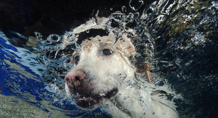 Hihetetlen, mennyi ideig képes a víz alatt maradni ez a búvárkodó kutya (videó)