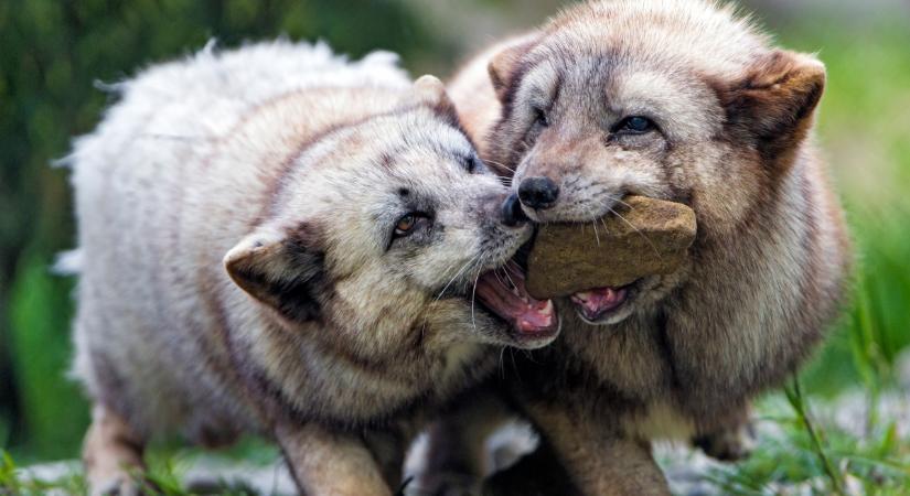 Kutyatáppal mentik a sarki rókákat: ezért van szükség a közbeavatkozásra