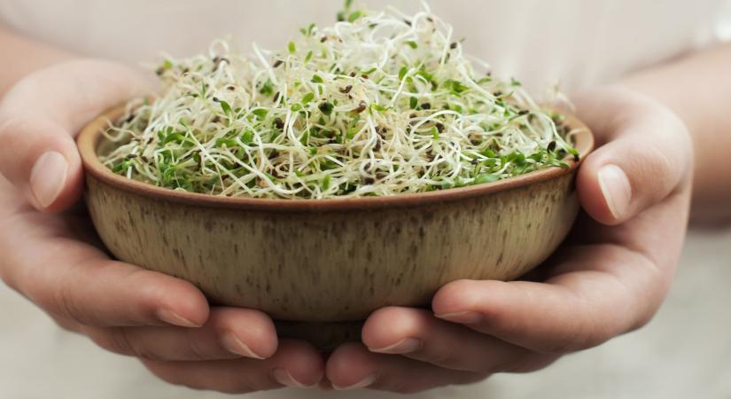 Így csíráztass otthon: termeszd magad a salátához valót
