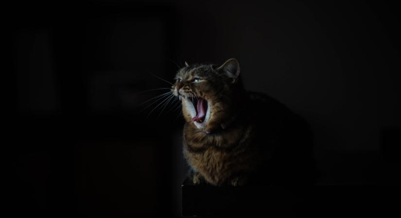 Éjjeli macskaszerenád – bajt is jelezhet az éjszakai nyávogás