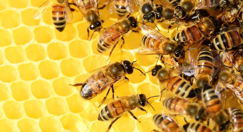 Méhészek: Jó terméskilátások, de az alacsony felvásárlási ár problémát okoz