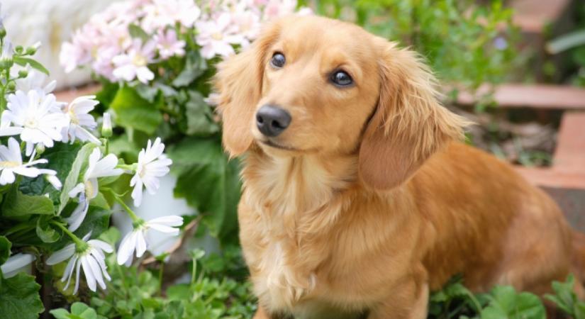 Életveszélyes és mérgező mind: ez az 5 kerti növény akár meg is ölheti a kutyádat - Tartsd őket tőlük távol!