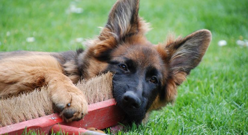 Betiltaná egy új törvénytervezet bizonyos kutyafajták tenyésztését Németországban
