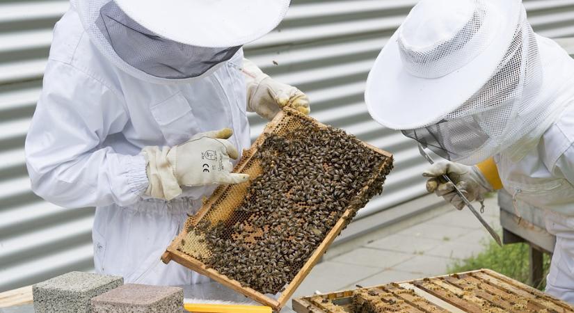 Méhészek: jók az idei terméskilátások, de problémát okoz az alacsony felvásárlási ár a nagy méztermelőknek